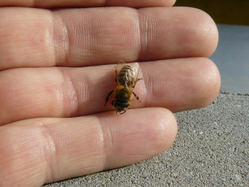 P1300043
