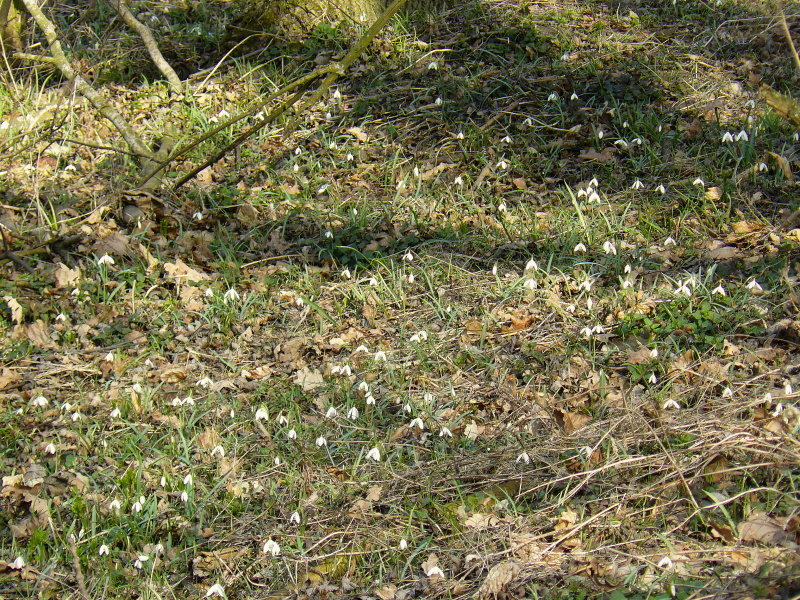 P1300235