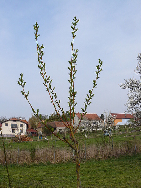 P1300975