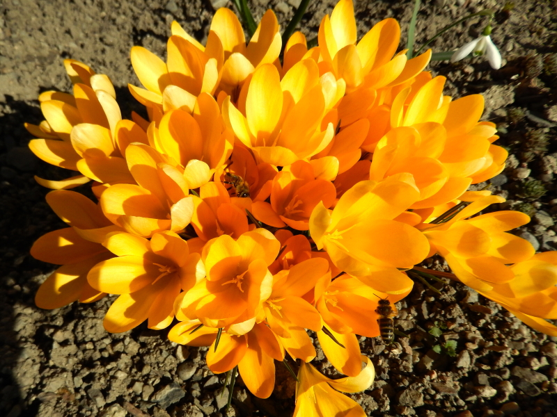 DSCN0954