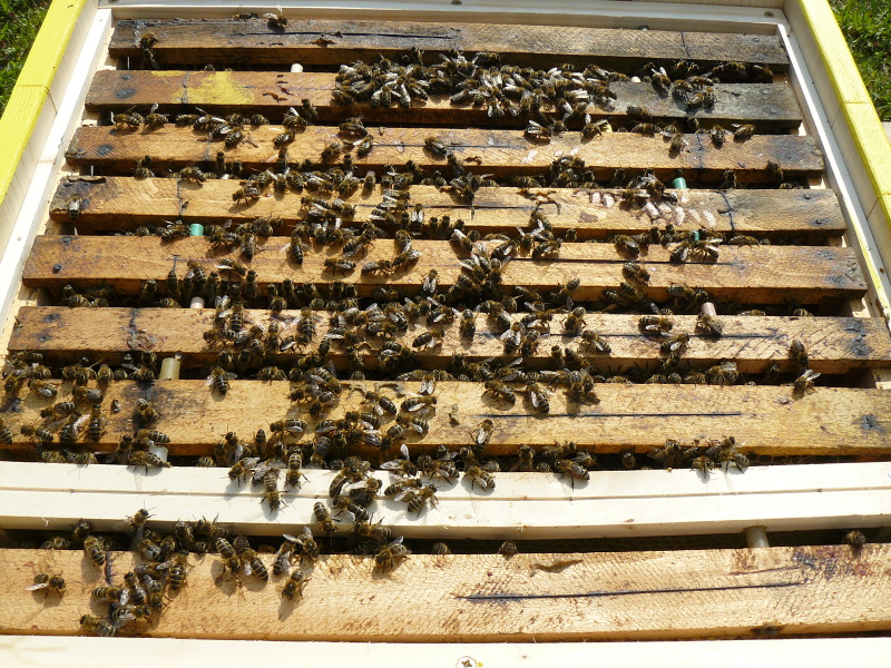P1150148